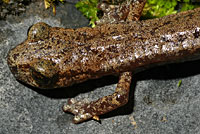 Shasta Salamander