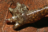 Shasta Salamander