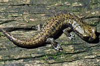 Shasta Salamander