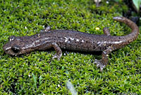 Shasta Salamander