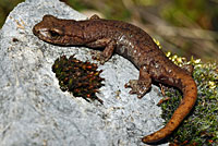 Shasta Salamander