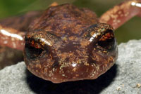 Shasta Salamander