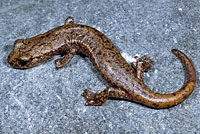 Shasta Salamander