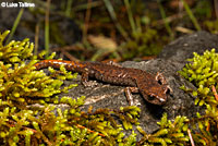 Shasta Salamander