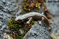 Shasta Salamander