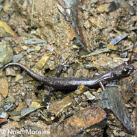 Shasta Salamander