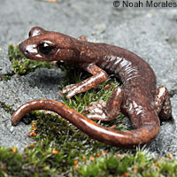 Shasta Salamander