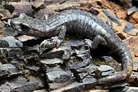 Shasta Salamander