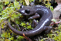 Shasta Salamander