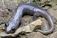 Shasta Salamander