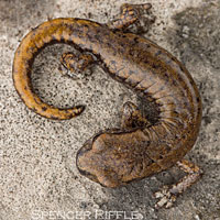 Shasta Salamander