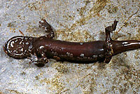 Shasta Salamander