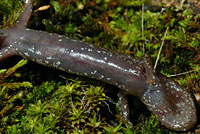 Shasta Salamander