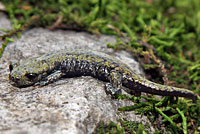 Shasta Salamander