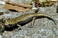 Shasta Salamander