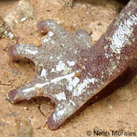 Shasta Salamander