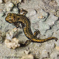 Shasta Salamander