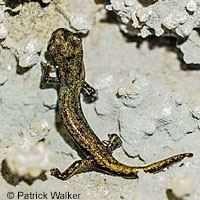 Shasta Salamander