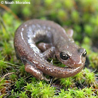 Shasta Salamander