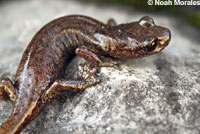 Shasta Salamander