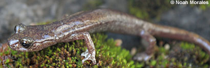 Shasta Salamander