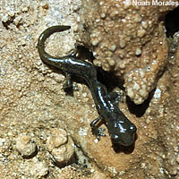 Shasta Salamander