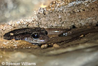 Shasta Salamander