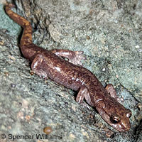 Shasta Salamander