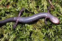 Dunn's Salamander