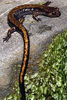 Dunn's Salamander