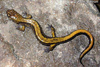 Dunn's Salamander