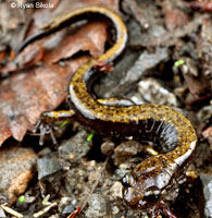 Dunn's Salamander