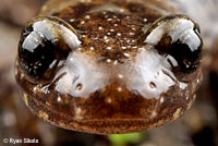 Dunn's Salamander