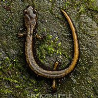 Dunn's Salamander