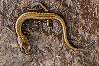 Dunn's Salamander