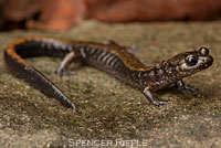 Dunn's Salamander