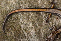 Dunn's Salamander