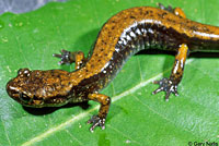 Dunn's Salamander