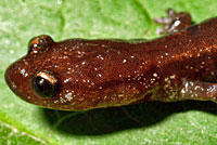 Del Norte Salamander