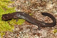 Del Norte Salamander