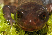 Del Norte Salamander