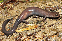 Del Norte Salamander