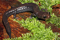 Del Norte Salamander