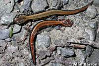 Del Norte Salamander