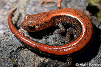 Del Norte Salamander