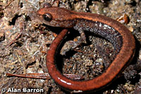 Del Norte Salamander