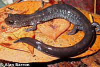 Del Norte Salamander