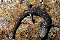 Del Norte Salamander