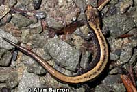 Del Norte Salamander