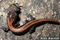 Del Norte Salamander